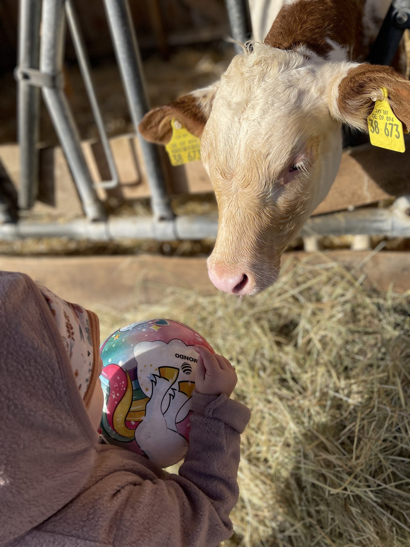 Kind bei einer Tierbegegnung mit einer Kuh in der naturnahen Kindertagespflege in Eisingen